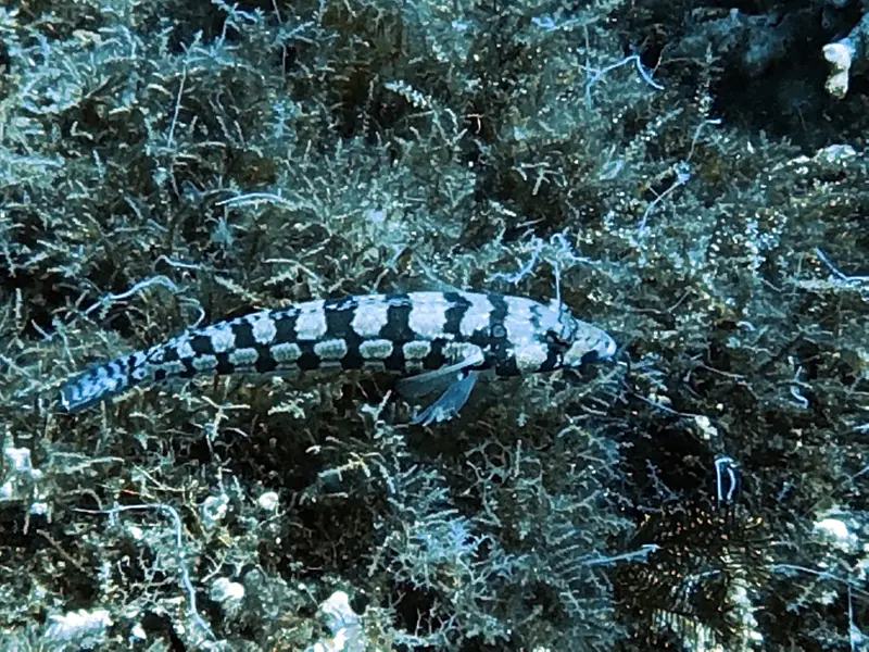 #29 Snake Island