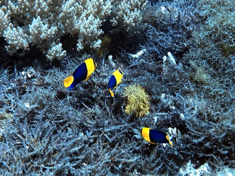 #29 Snake Island