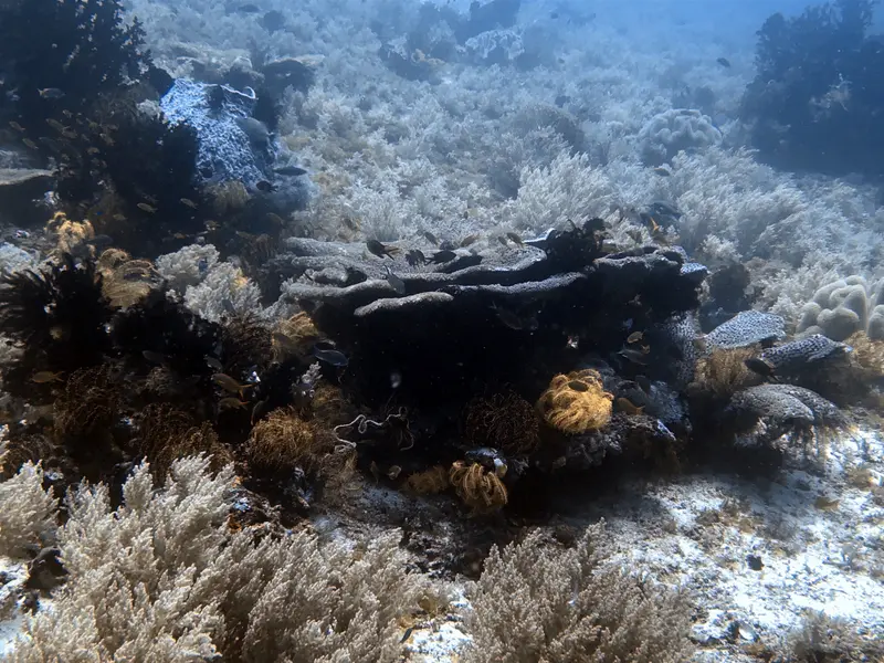 #30 Pamilacan