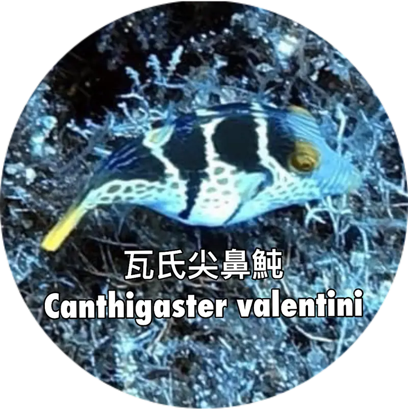瓦氏尖鼻魨 Canthigaster valentini