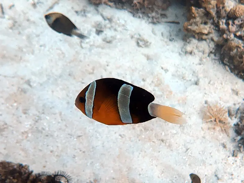 #34 Kalipayan