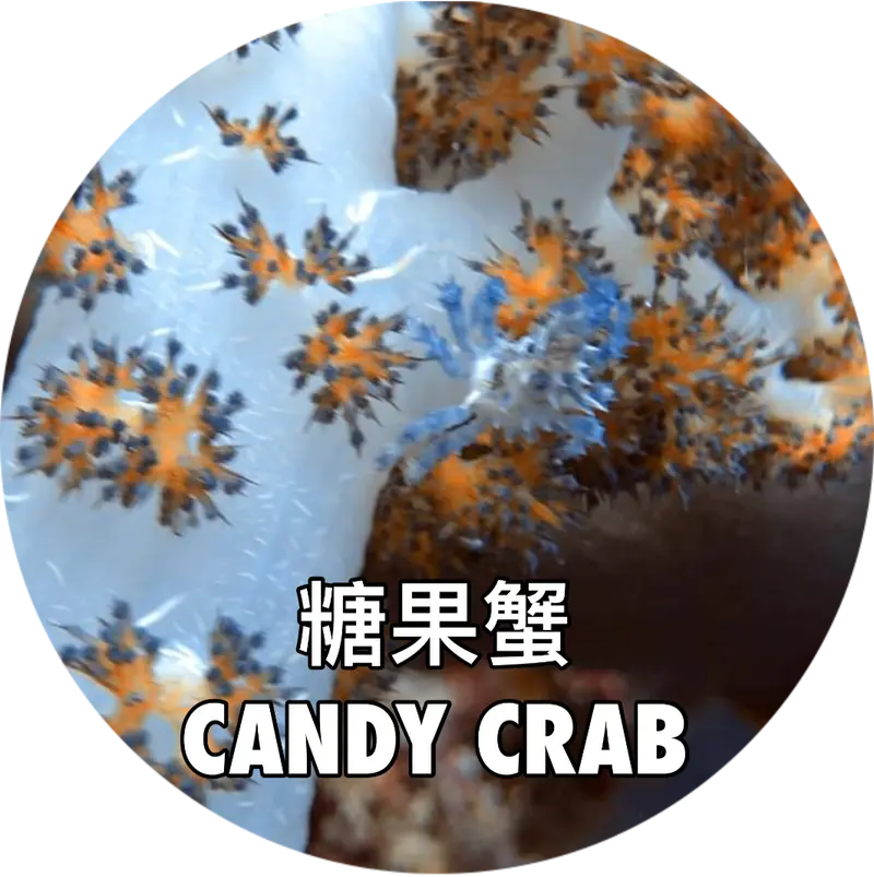 糖果蟹 CANDY CRAB