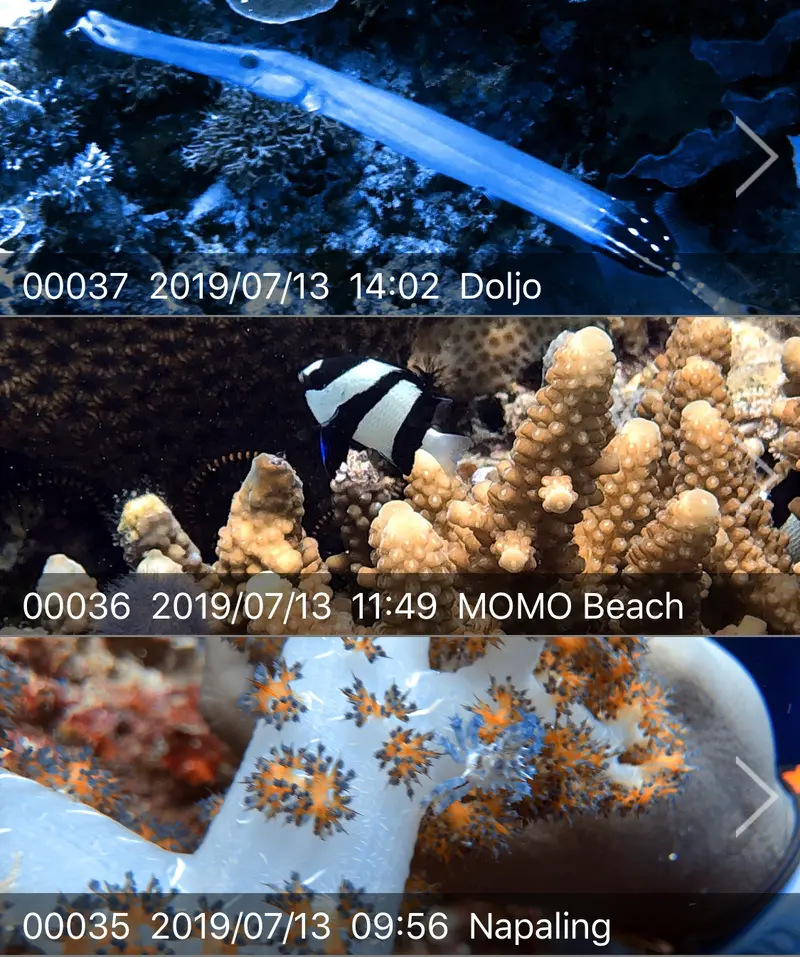 🇵🇭薄荷島邦勞。王者船潛 Panglao, Bohol July 10-15,2019