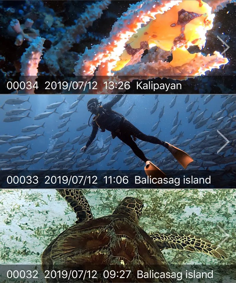 🇵🇭薄荷島邦勞。王者船潛 Panglao, Bohol July 10-15,2019