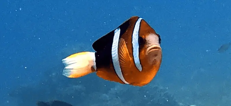 小丑魚