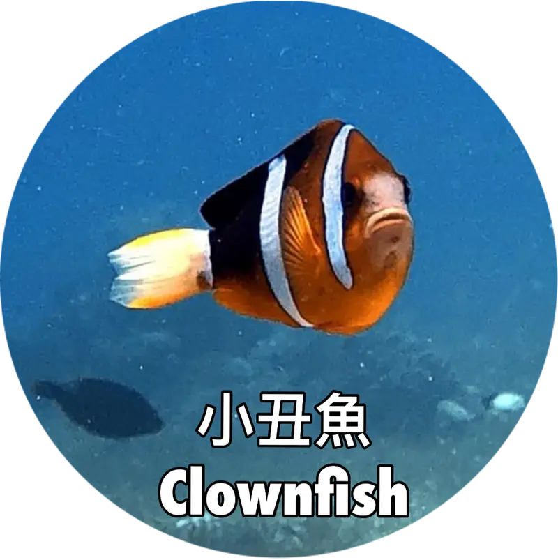 小丑魚 Clownfish