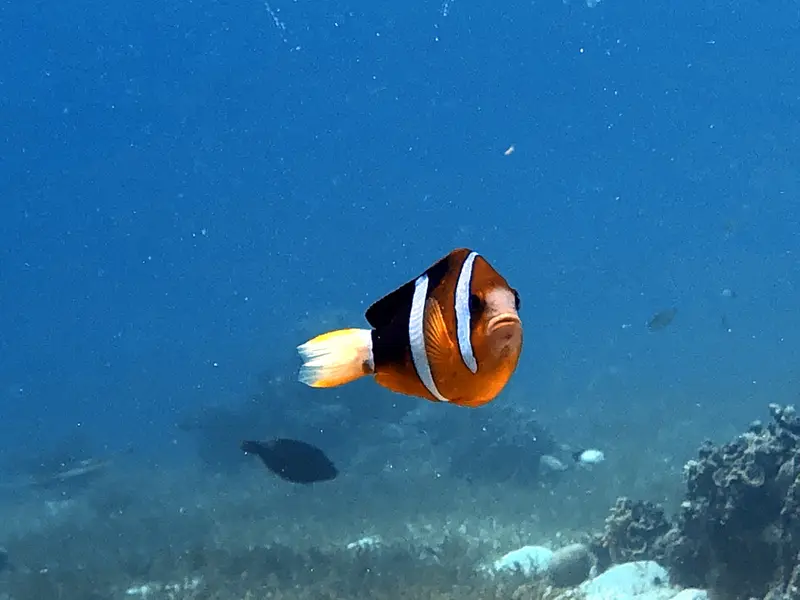 小丑魚 Clownfish