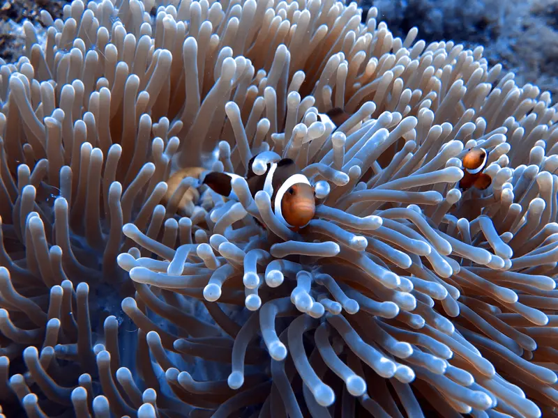 小丑魚 Clownfish
