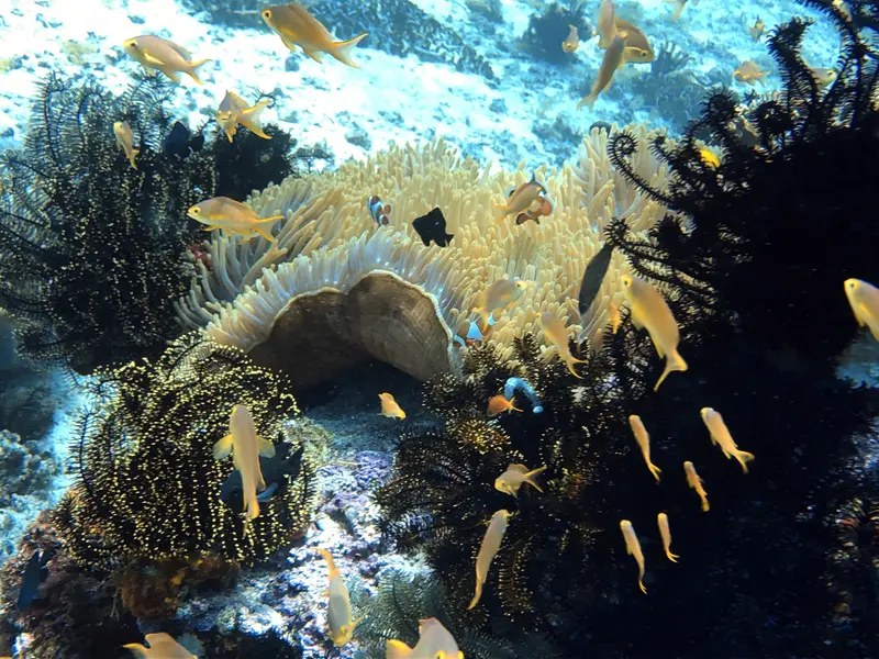 小丑魚 Clownfish