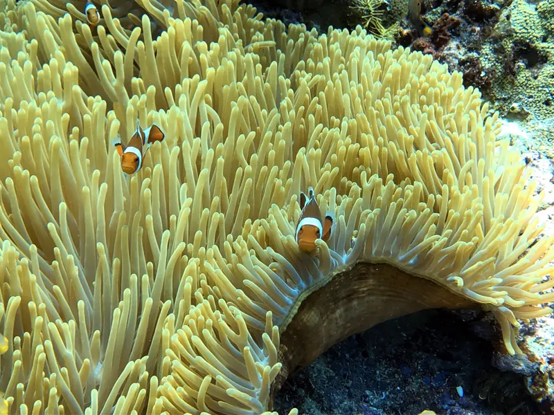 小丑魚 Clownfish