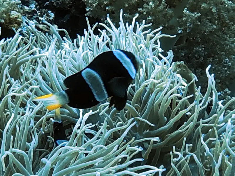 小丑魚 Clownfish