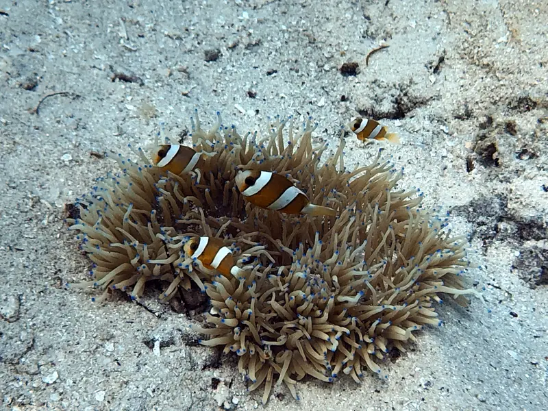 小丑魚 Clownfish
