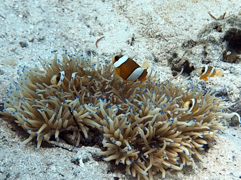 小丑魚 Clownfish