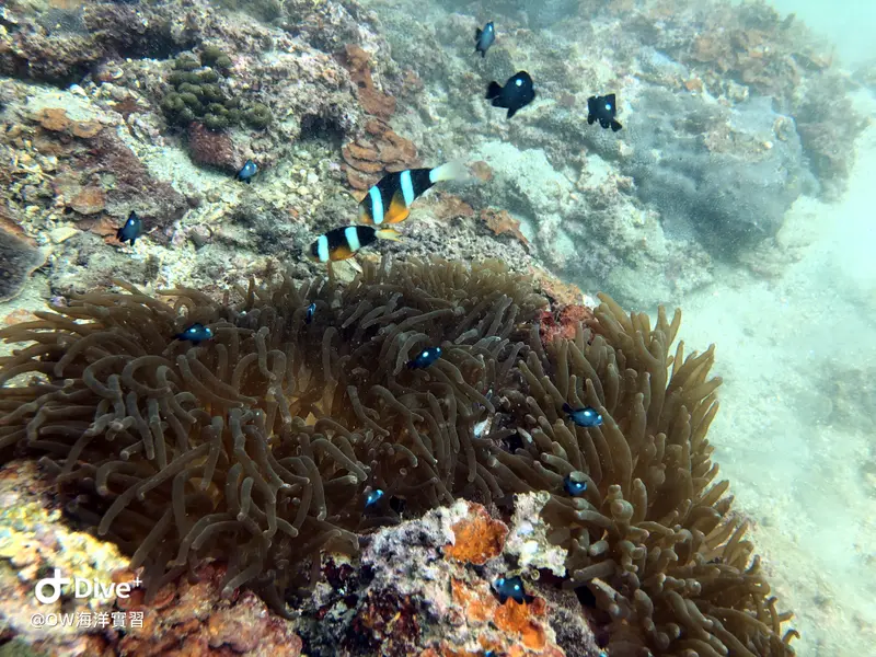 小丑魚 Clownfish