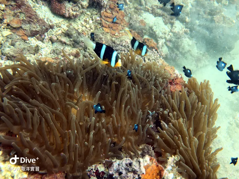 小丑魚 Clownfish