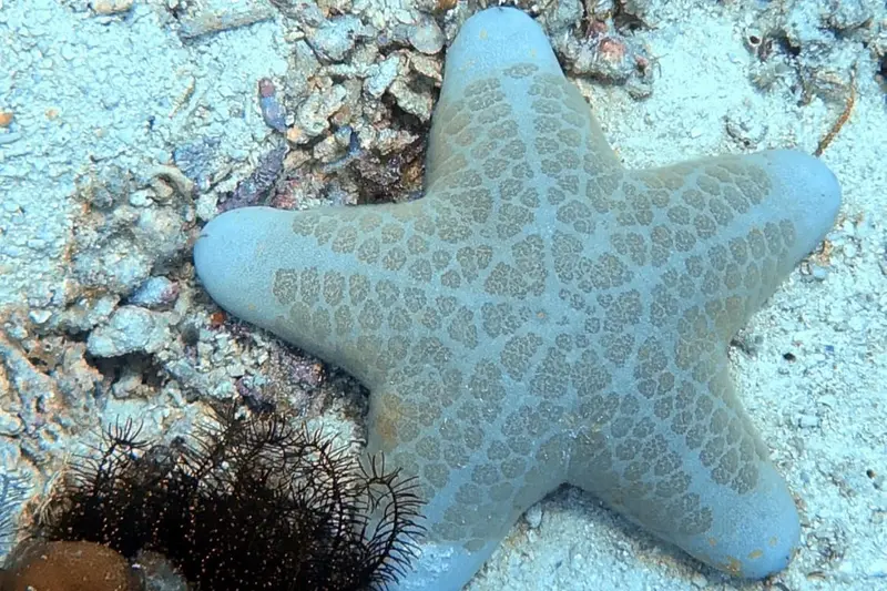 海星/棘皮動物