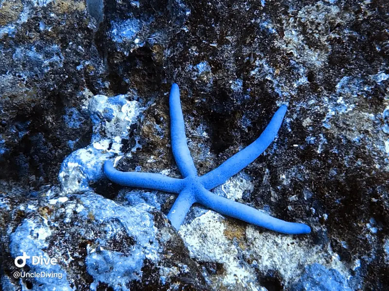 海星/棘皮動物 Star Fish
