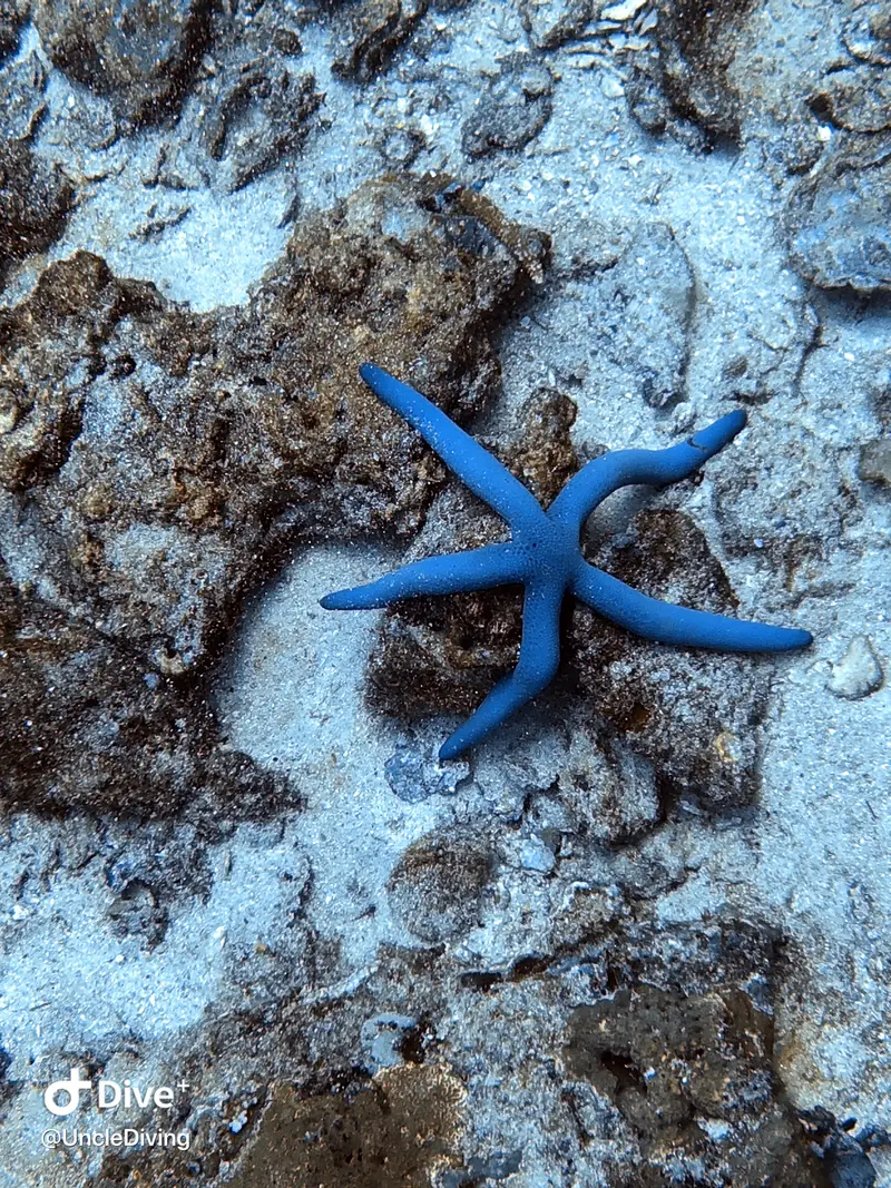 海星/棘皮動物 Star Fish