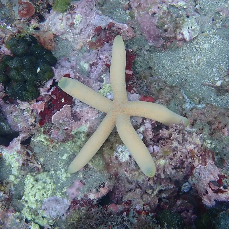 海星/棘皮動物 Star Fish