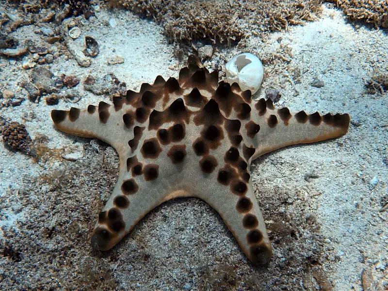 海星/棘皮動物 Star Fish