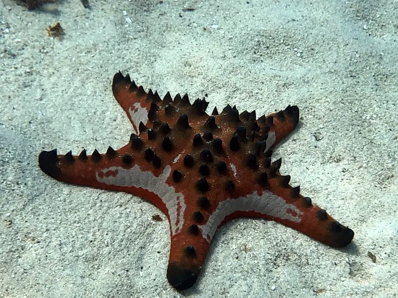 海星/棘皮動物 Star Fish