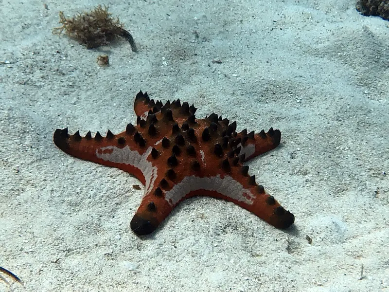 海星/棘皮動物 Star Fish