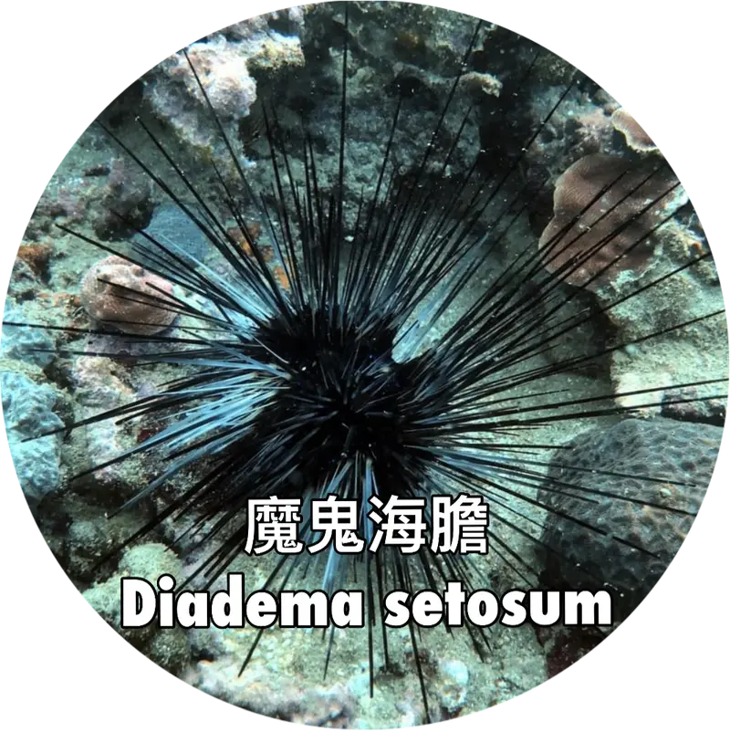 魔鬼海膽 Diadema setosum