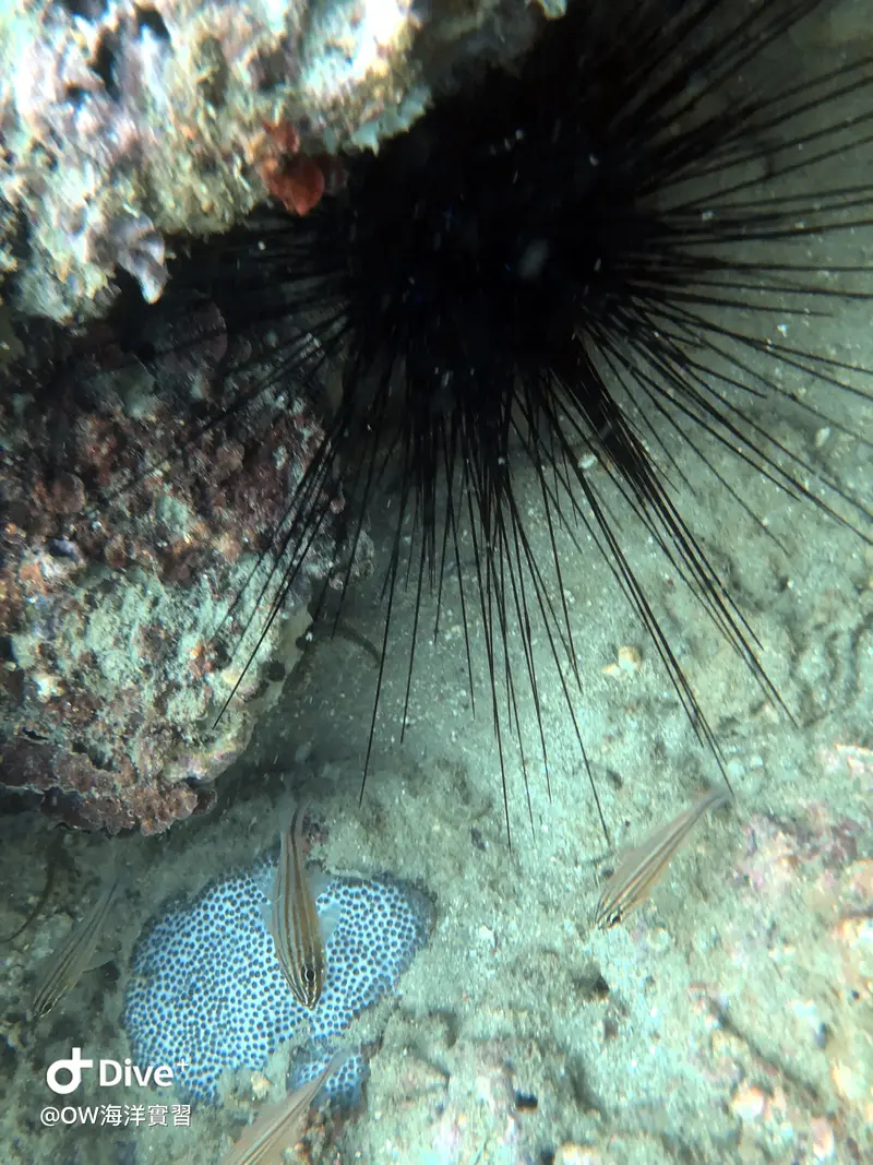 魔鬼海膽 Diadema setosum