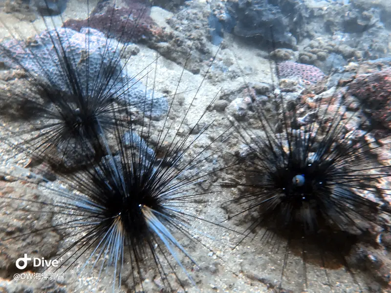 魔鬼海膽 Diadema setosum