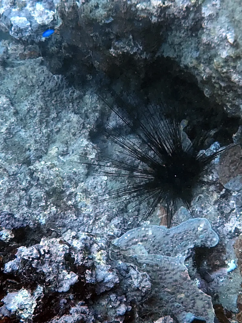 魔鬼海膽 Diadema setosum