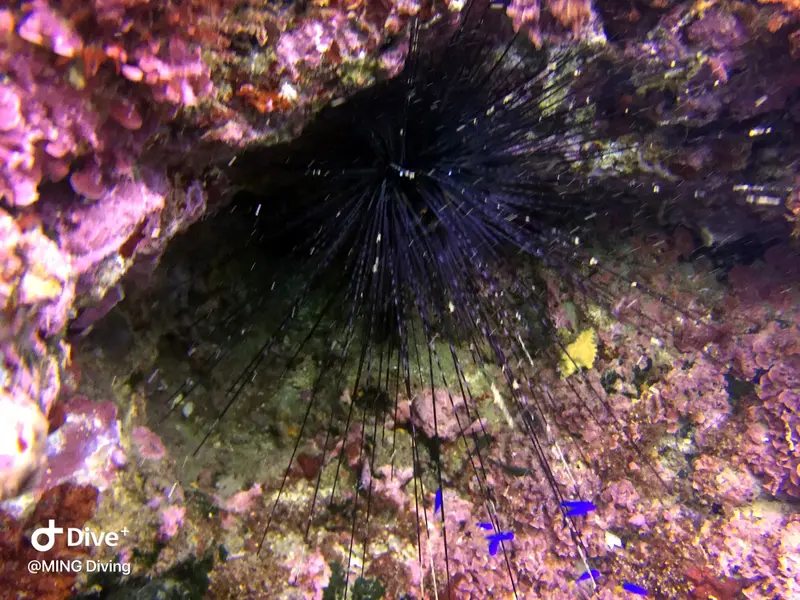 魔鬼海膽 Diadema setosum