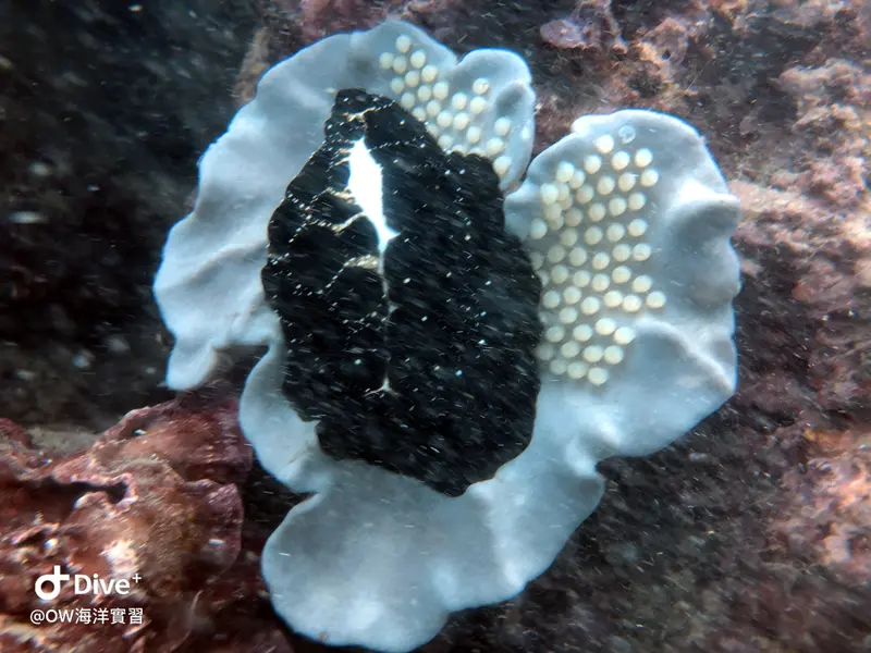 🌟OW海洋實習教學🌟