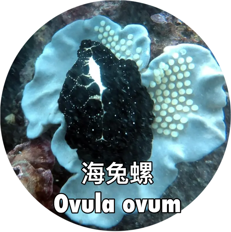 海兔螺 Ovula ovum