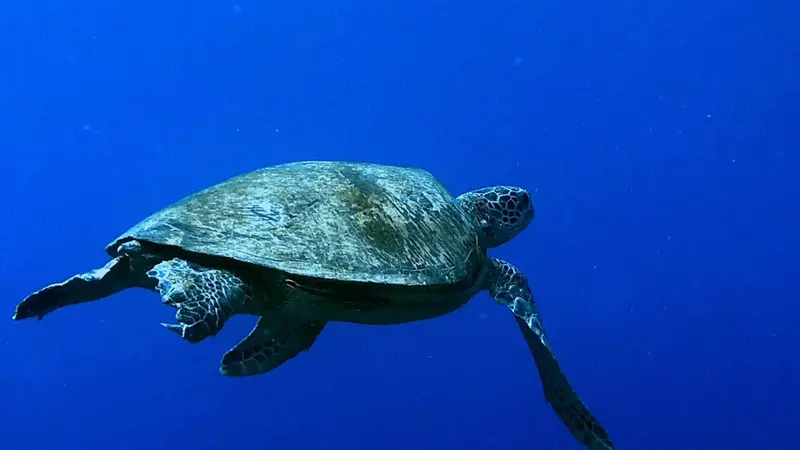 綠蠵龜