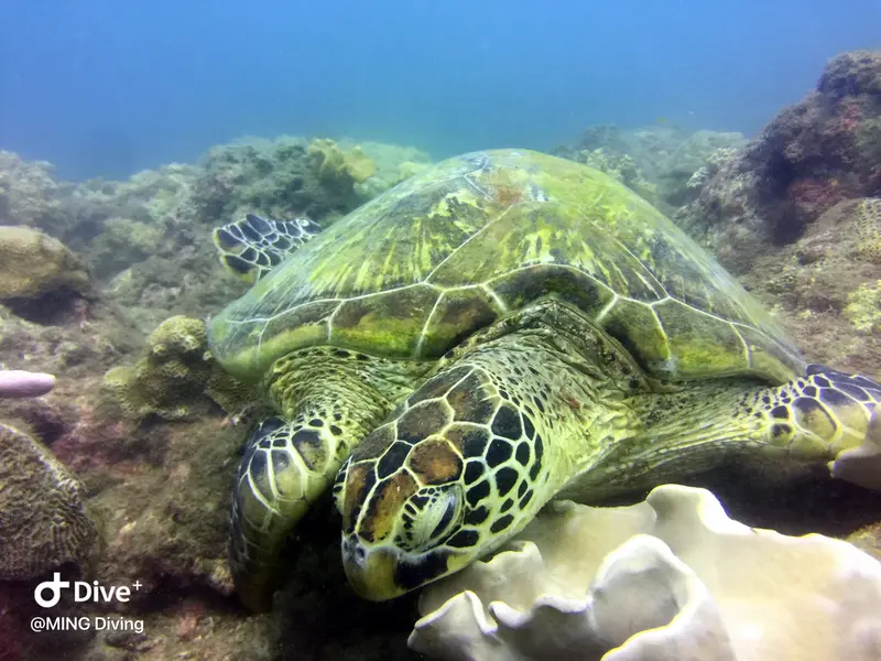 海龜Sea Turtle