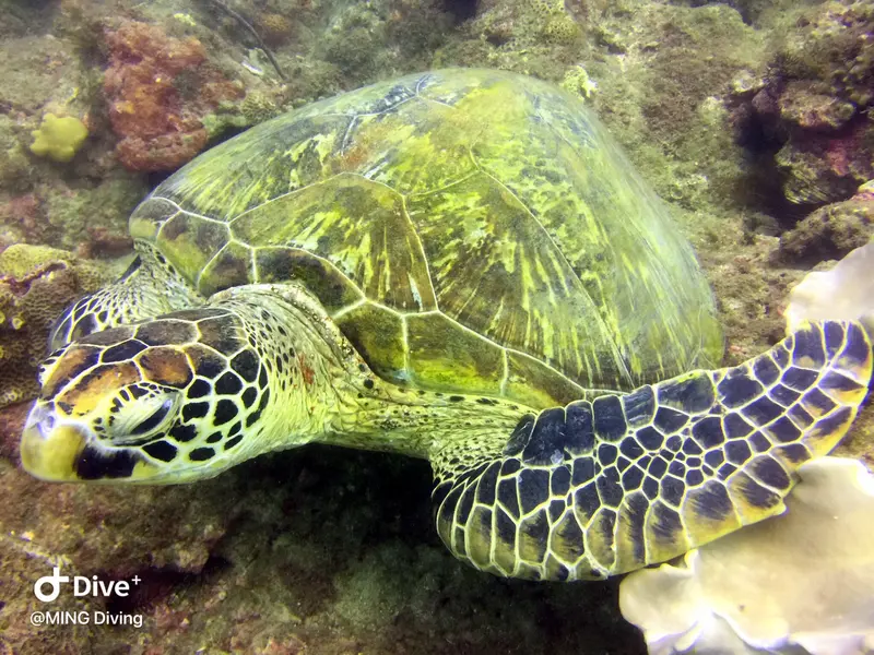 海龜Sea Turtle