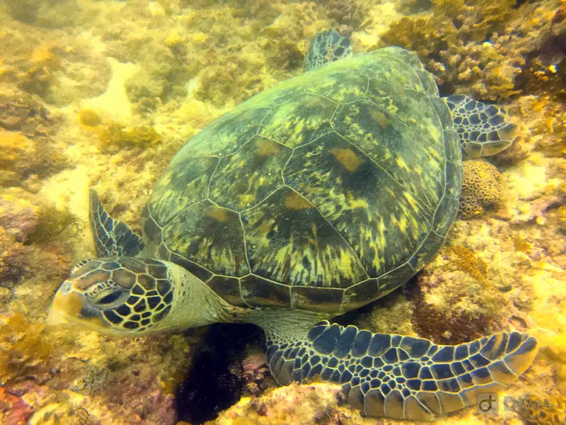 海龜Sea Turtle