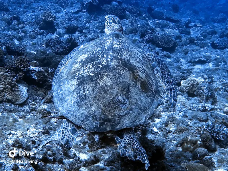 海龜Sea Turtle