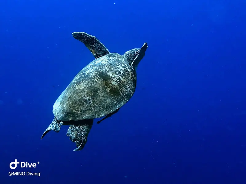 海龜Sea Turtle