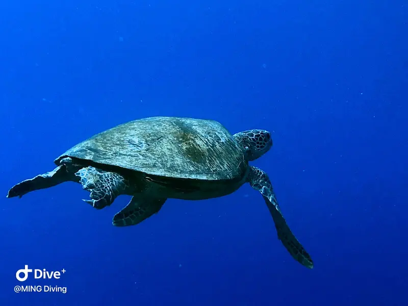 海龜Sea Turtle