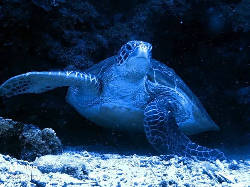海龜Sea Turtle