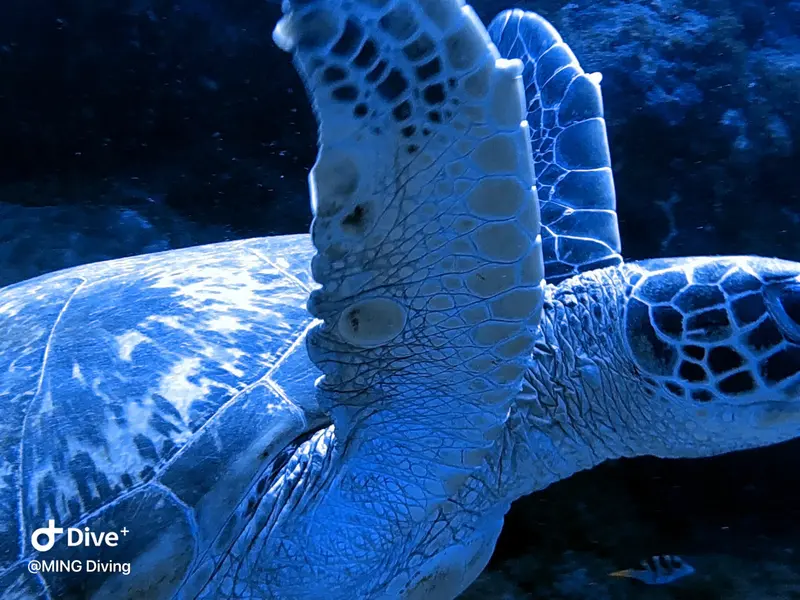 海龜Sea Turtle