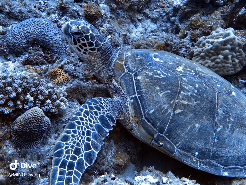海龜Sea Turtle
