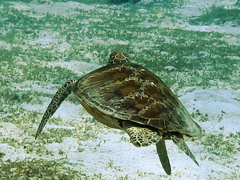 海龜Sea Turtle