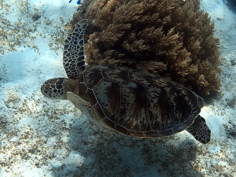 海龜Sea Turtle