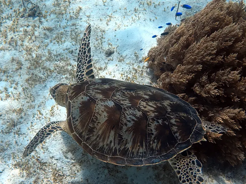 海龜Sea Turtle