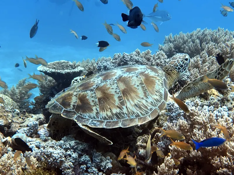 海龜Sea Turtle