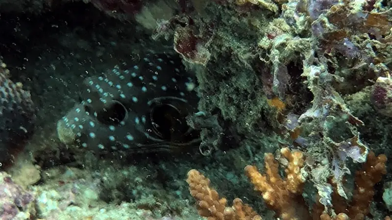 🌟OW海洋實習🌟