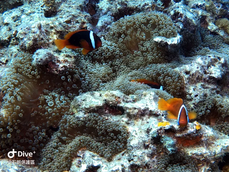 #45 Shih Lang Diving Area