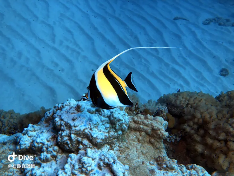 #45 Shih Lang Diving Area